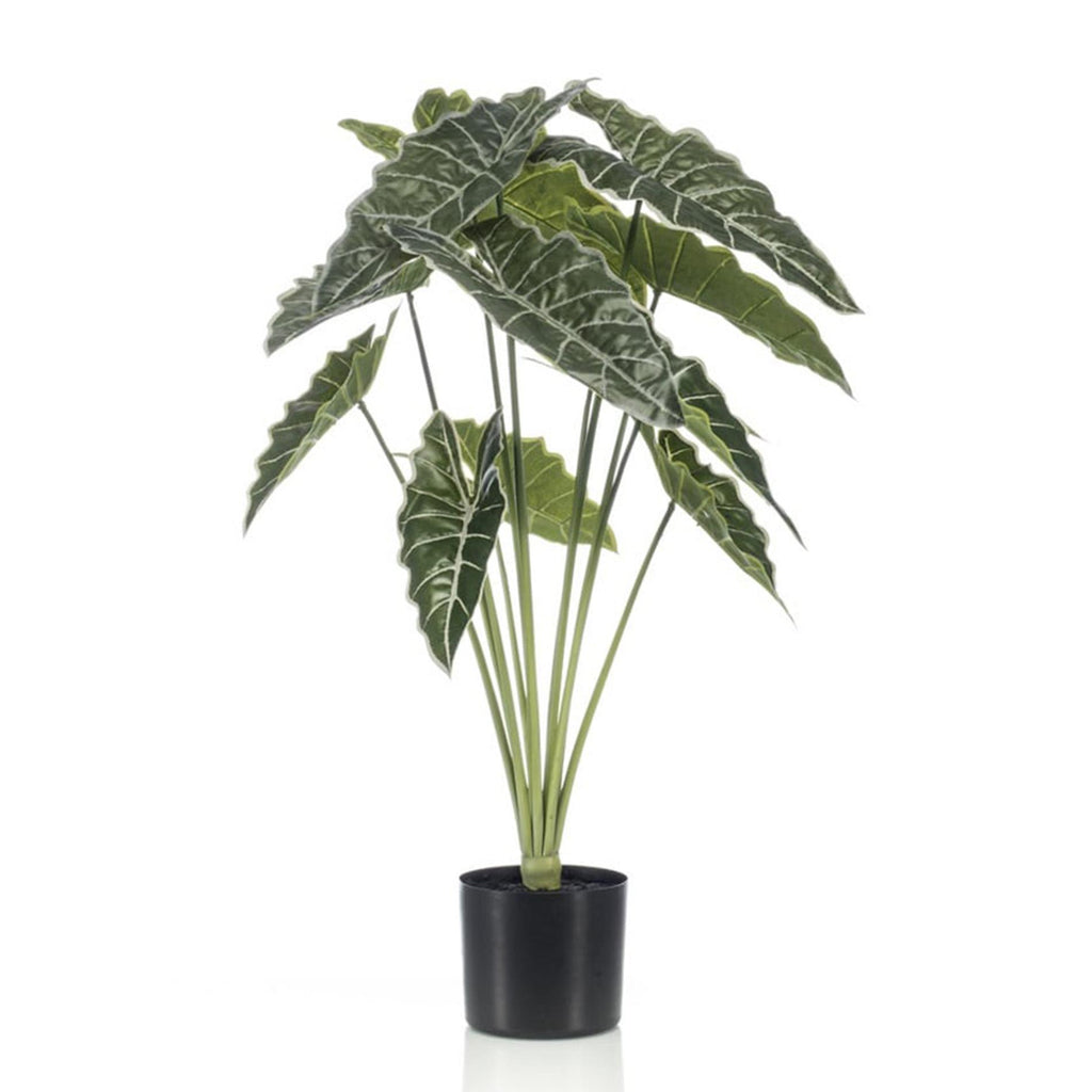 Alocasia, detail van het blad