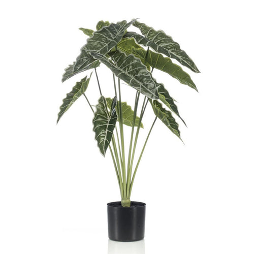 Alocasia, detail van het blad