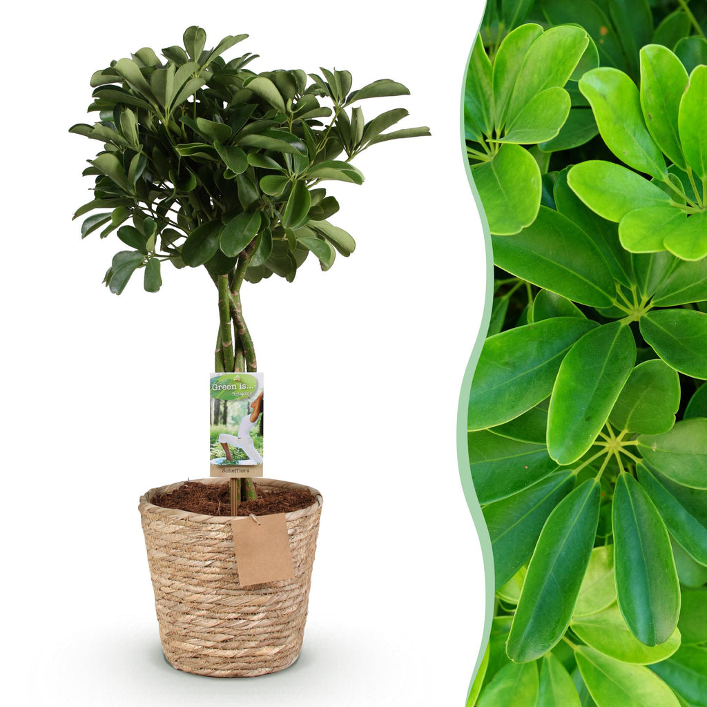 Schefflera Nora, detail van het blad