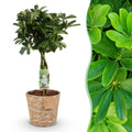 Schefflera Nora, detail van het blad