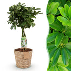 Schefflera Nora, detail van het blad