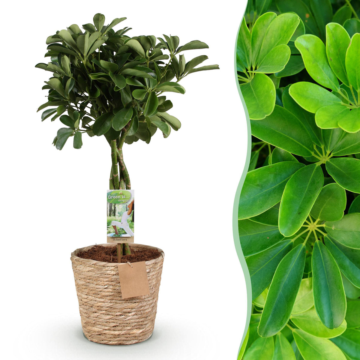 Schefflera Nora, detail van het blad