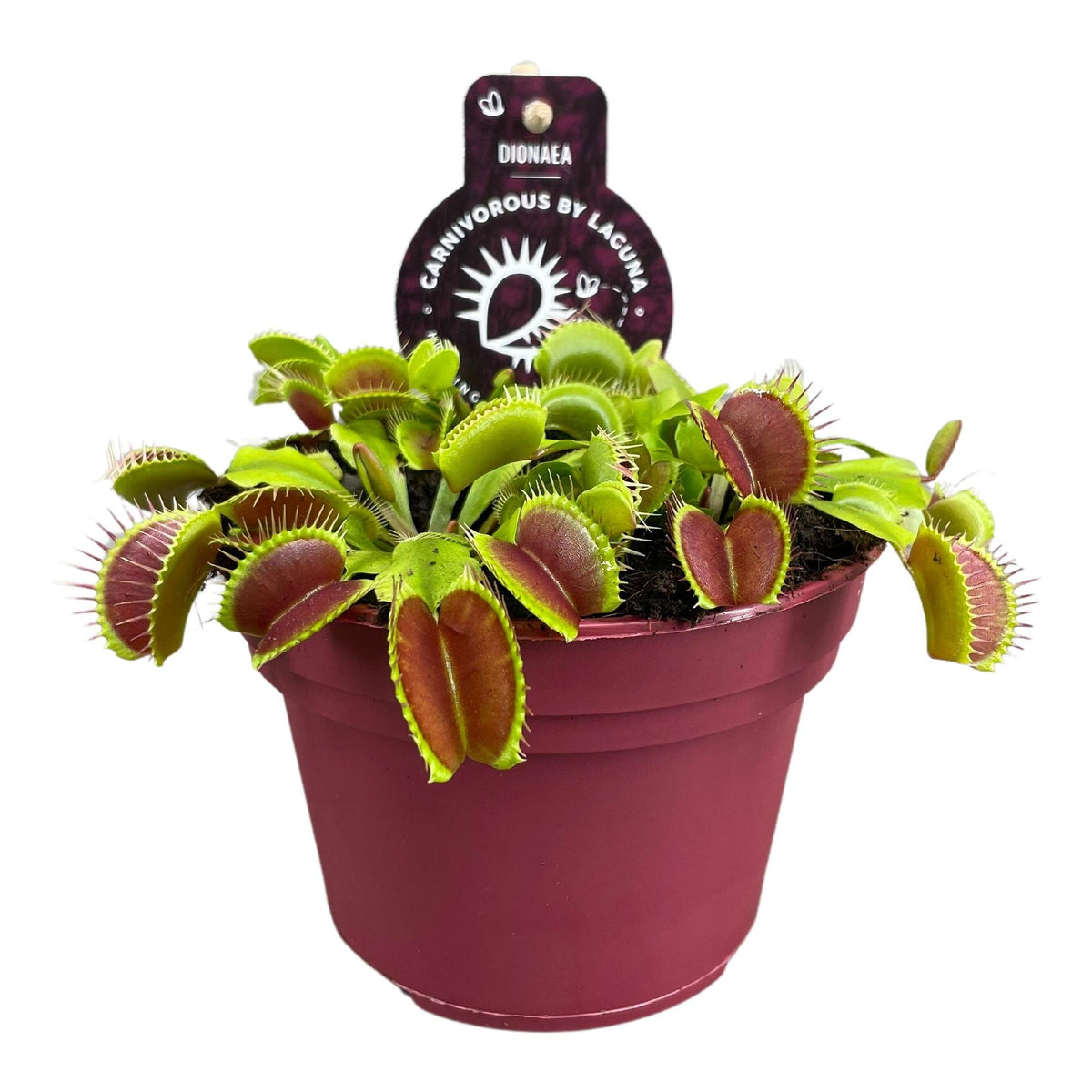 Productfoto van Dionaea Muscipula