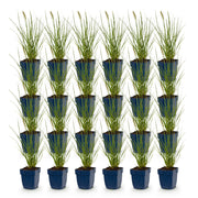 Pennisetum alop. Little Bunny - Lampenpoetsergras - Met Pluim - 24 Planten