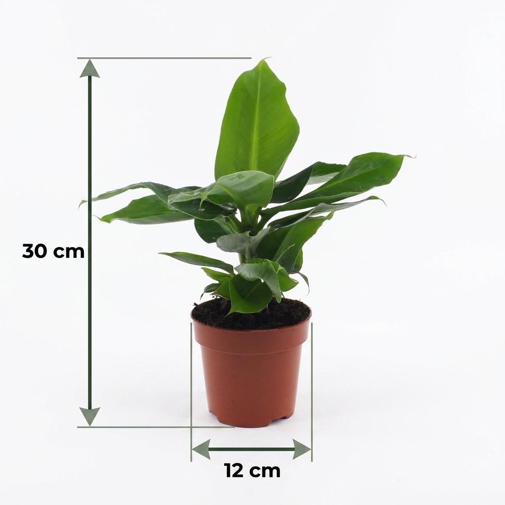 Musa Oriental Dwarf - Dwergbanaan, groeiwijze van de plant