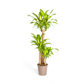 Dracaena Fragrans Massangeana, plant in pot
