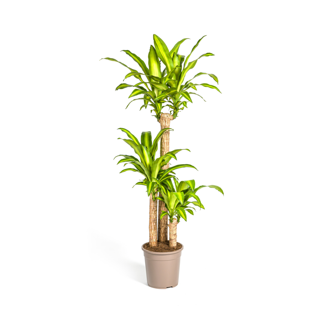 monstera variegata kaufen schweiz Monstera Albo Variegata-Pflanze – HappiestPlants