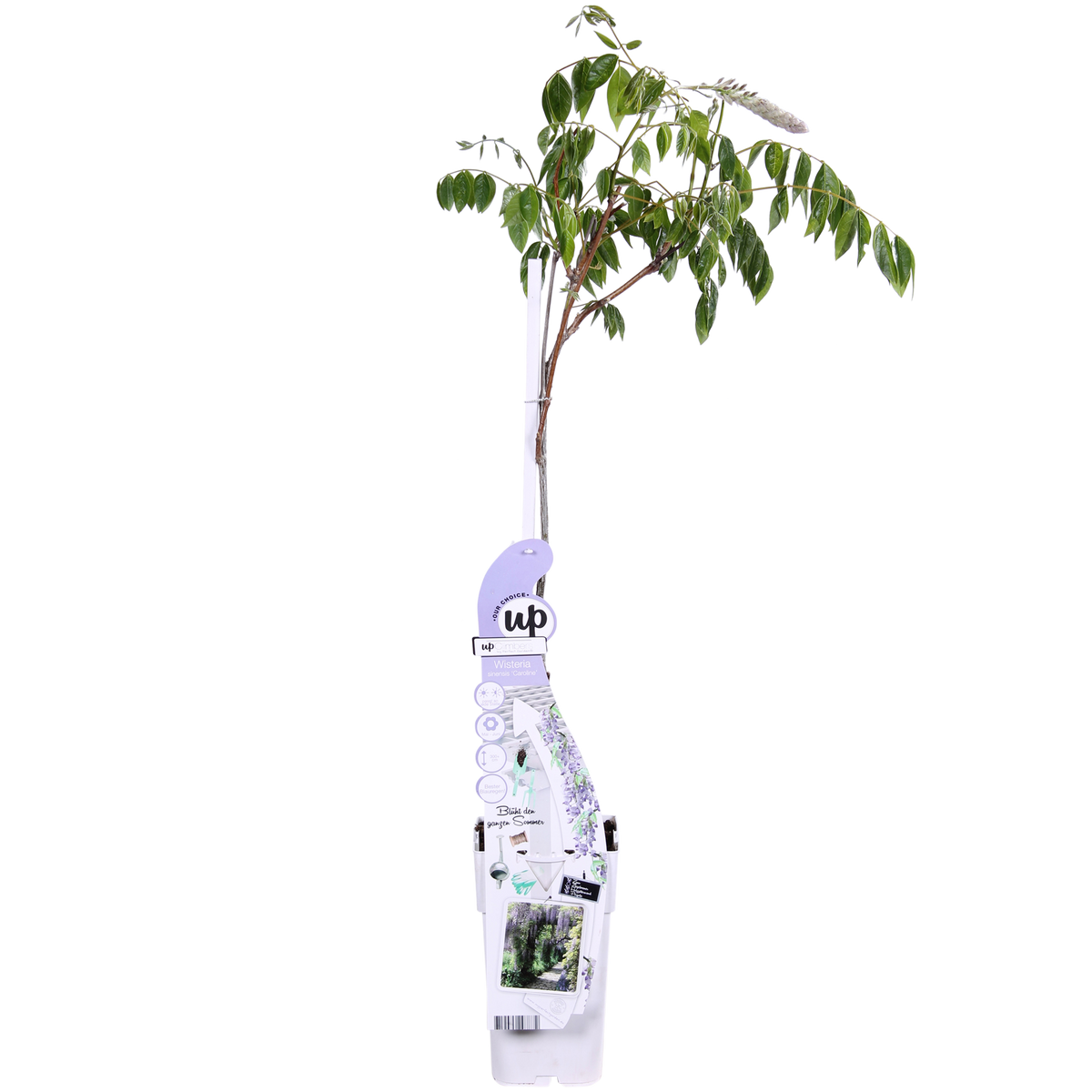 Productafbeelding van Pureplant