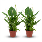 Spathiphyllum Lepelplant, kenmerkend blad