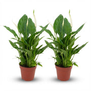 Spathiphyllum Lepelplant