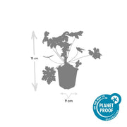 Geranium macr. &