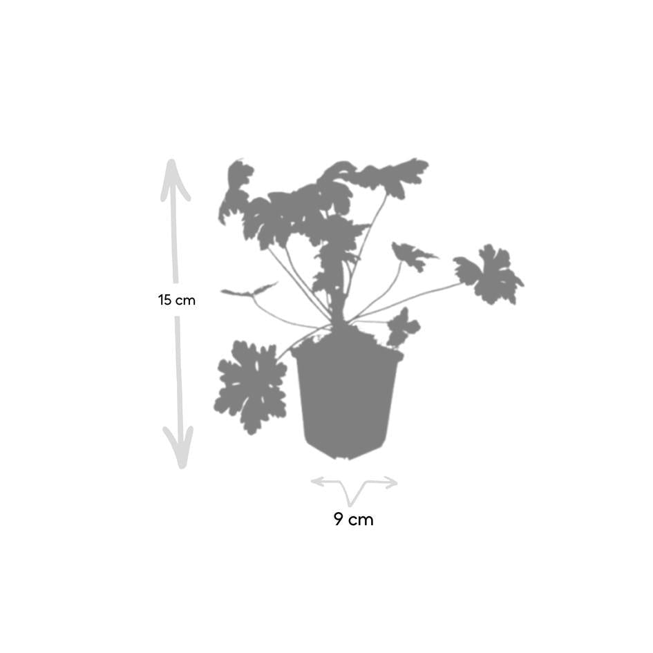 Geranium macr. 'Ingwersen's Var.', kenmerkend blad