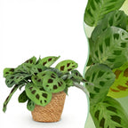 Maranta Fascinator Kerchoveana met mand, met decoratieve pot