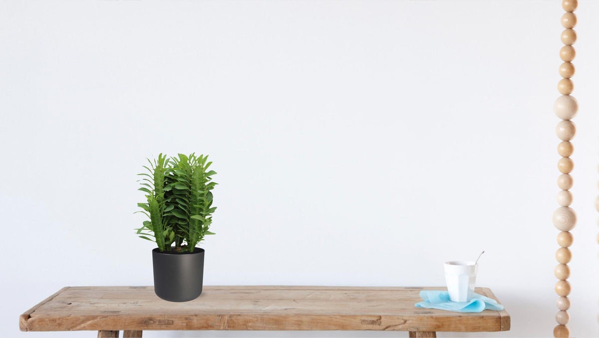 Productfoto van Euphorbia Trigona