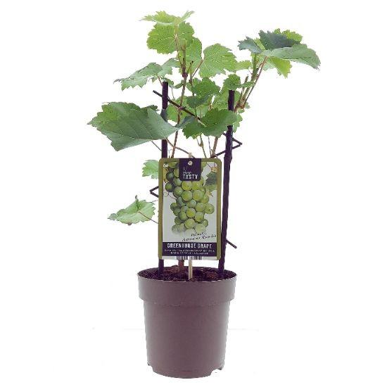 Productfoto van Aanbieding - Vitis Muskaat de Alexandrie