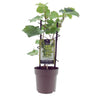 Aanbieding - Vitis Muskaat de Alexandrie
