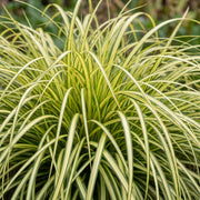 Carex oshimensis Evergold - Japanse Zegge - Groenblijvend - Geel-Groen - 6 Planten