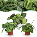Gebedsplanten Maranta Silverband, Lemon Lime, Kerchoveana, detail van het blad