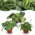 Gebedsplanten Maranta Silverband, Lemon Lime, Kerchoveana, detail van het blad