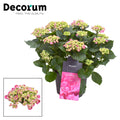Hydrangea Curly Wurly Roze 9-15 Kop (Decorum), plant in pot