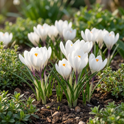 Witte krokus bloembollen, Crocus White, foto 2
