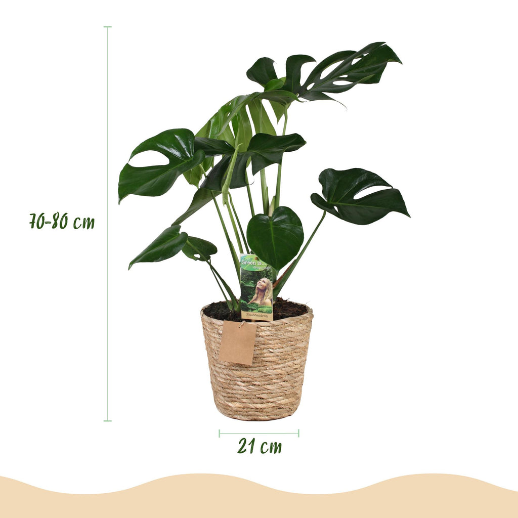 Monstera Deliciosa, groene bladeren