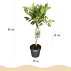 Magnolia stellata, groene bladeren