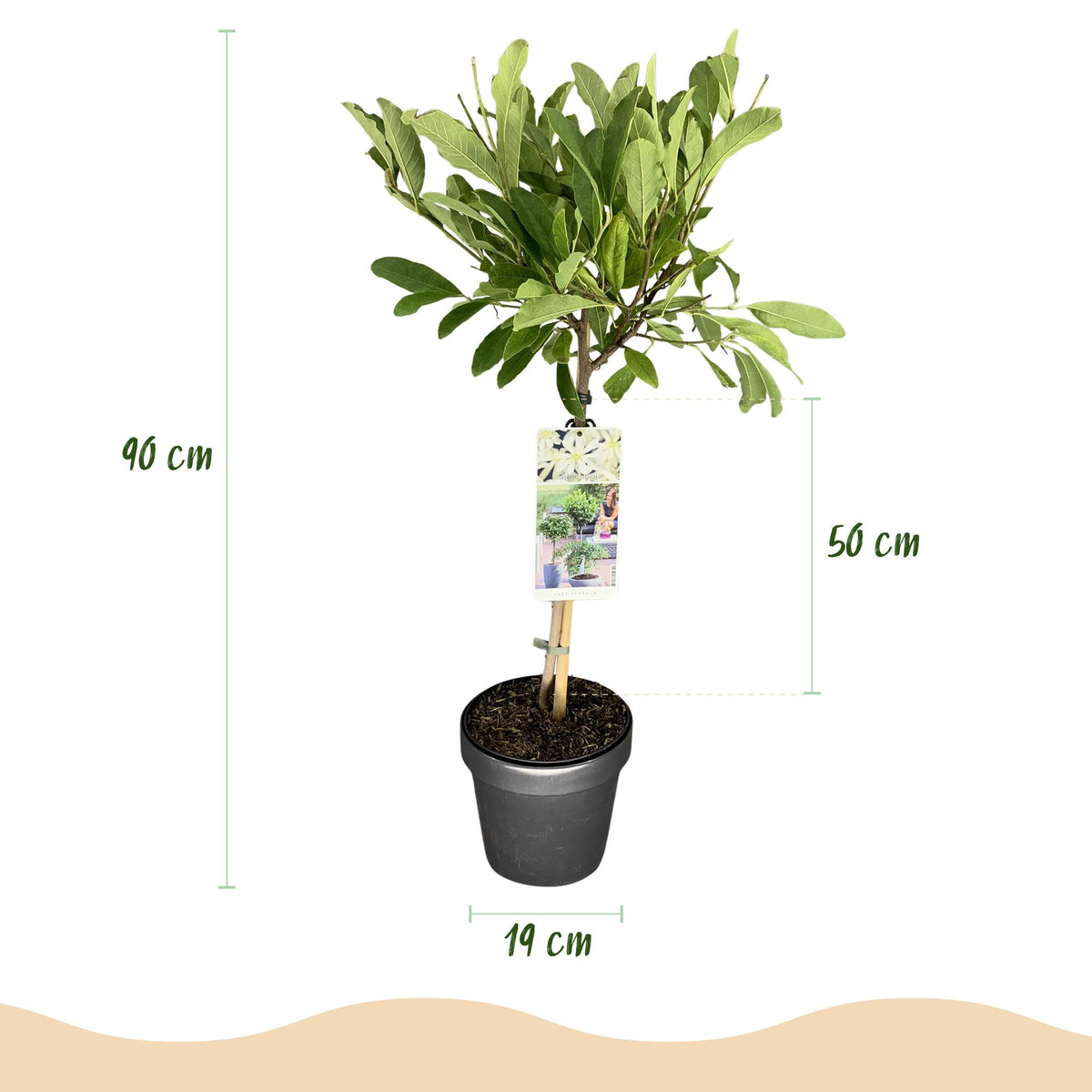 Magnolia stellata, groene bladeren
