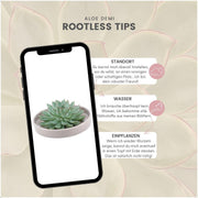 ROOTLESS Succulent Echeveria Pulidonis in schaal &
