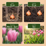 Roze bloembollen mix, Bulb Garden Pink, foto 4