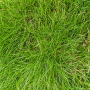 Festuca gautieri