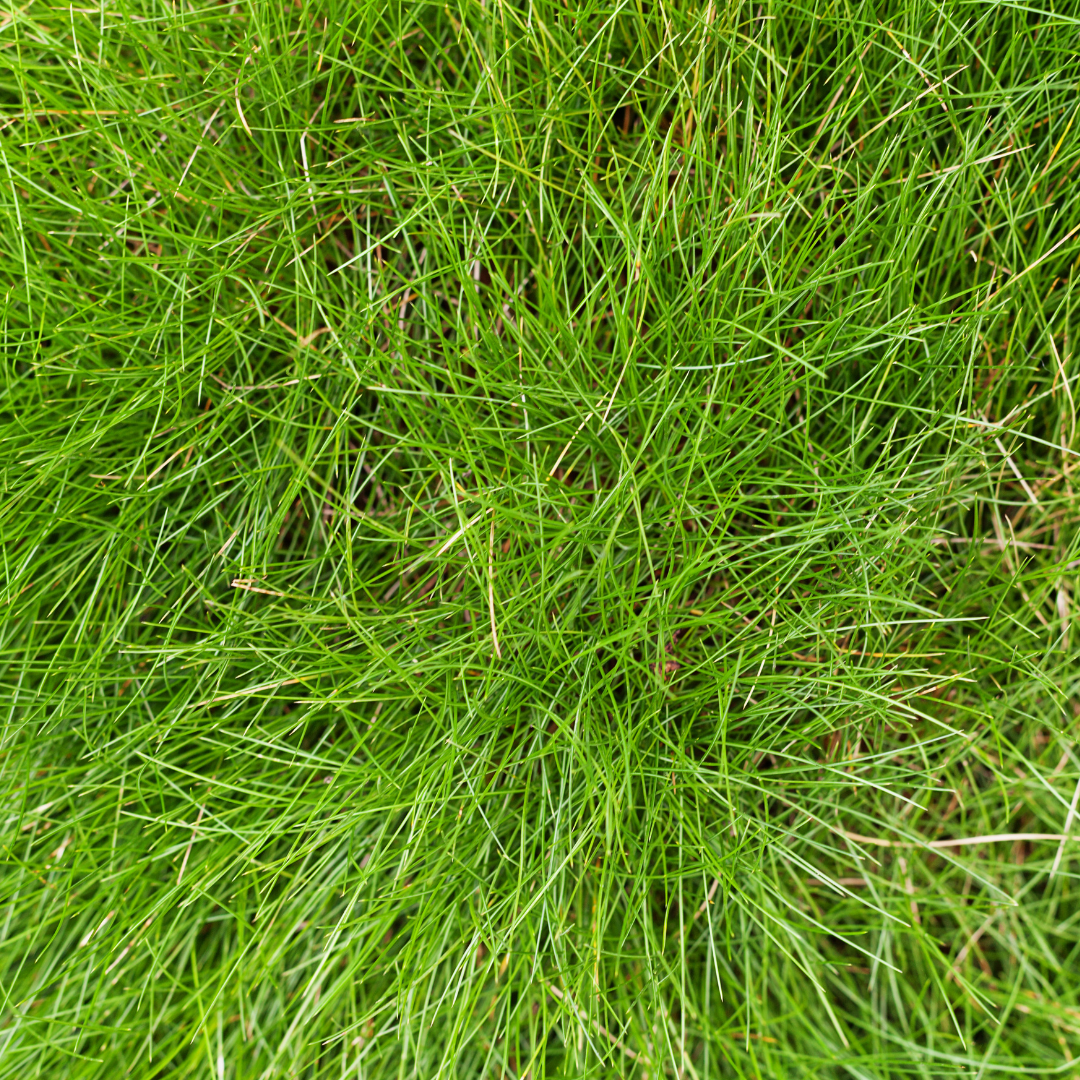 Festuca gautieri, compacte plant