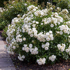 Bodembedekkende roos White Fairy, witte bloemen, plant voor binnen