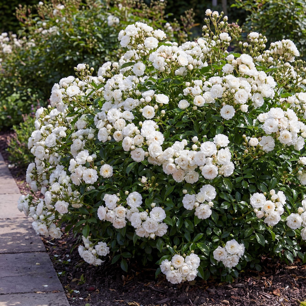Bodembedekkende roos White Fairy, witte bloemen, plant voor binnen