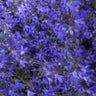 24x Campanula poscharskyana 'Stella'