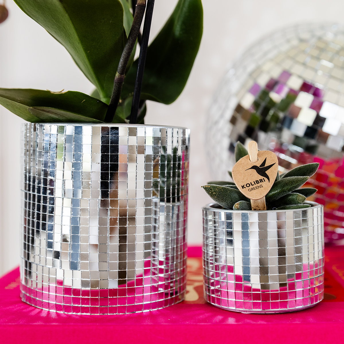 Plantenset Disco, detail van het blad