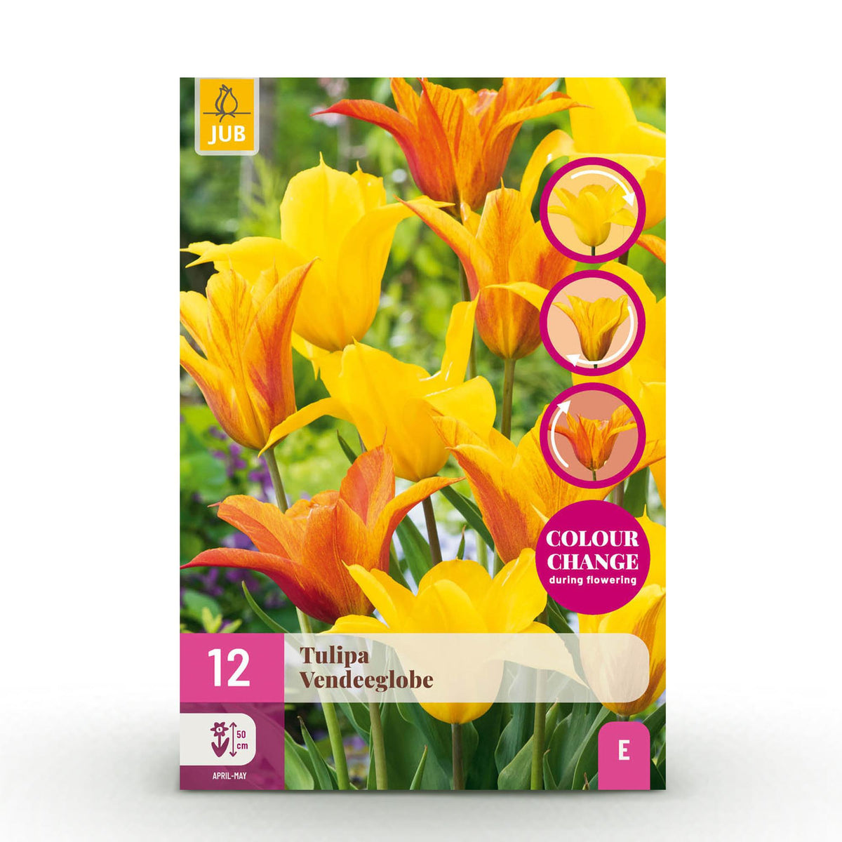 Tulp Vendeeglobe, detail van het blad
