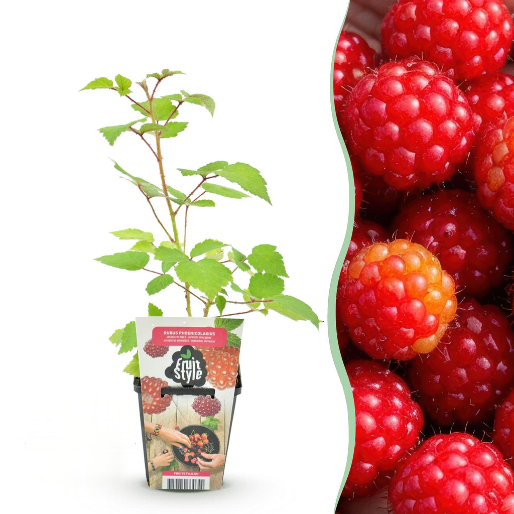 Japanse wijnbes Rubus Phoenicolasius, detail van het blad