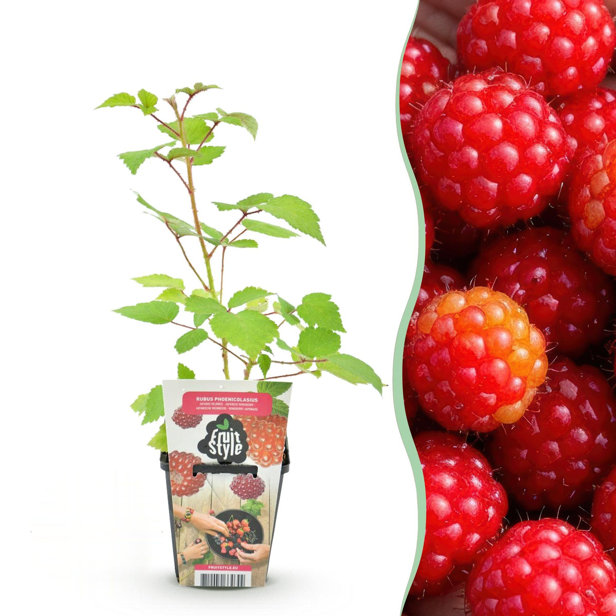 Japanse wijnbes Rubus Phoenicolasius, detail van het blad