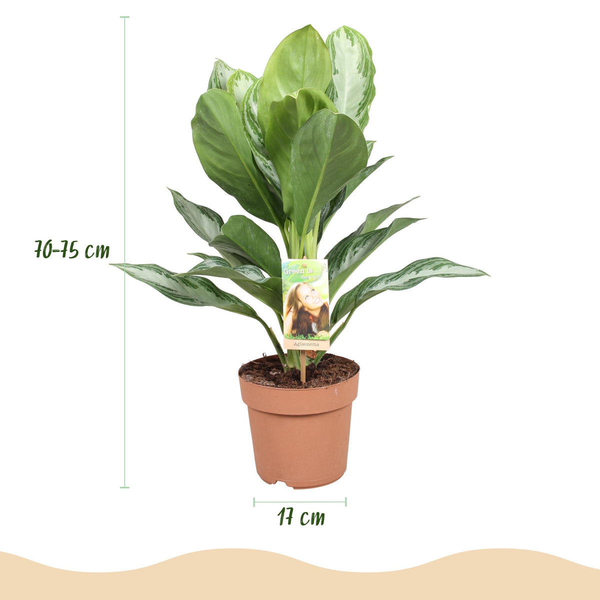 Aglaonema Silver Bay, 70-75 cm hoog, kenmerkend blad