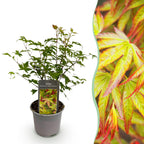 Acer palmatum Little Princess, groeiwijze van de plant