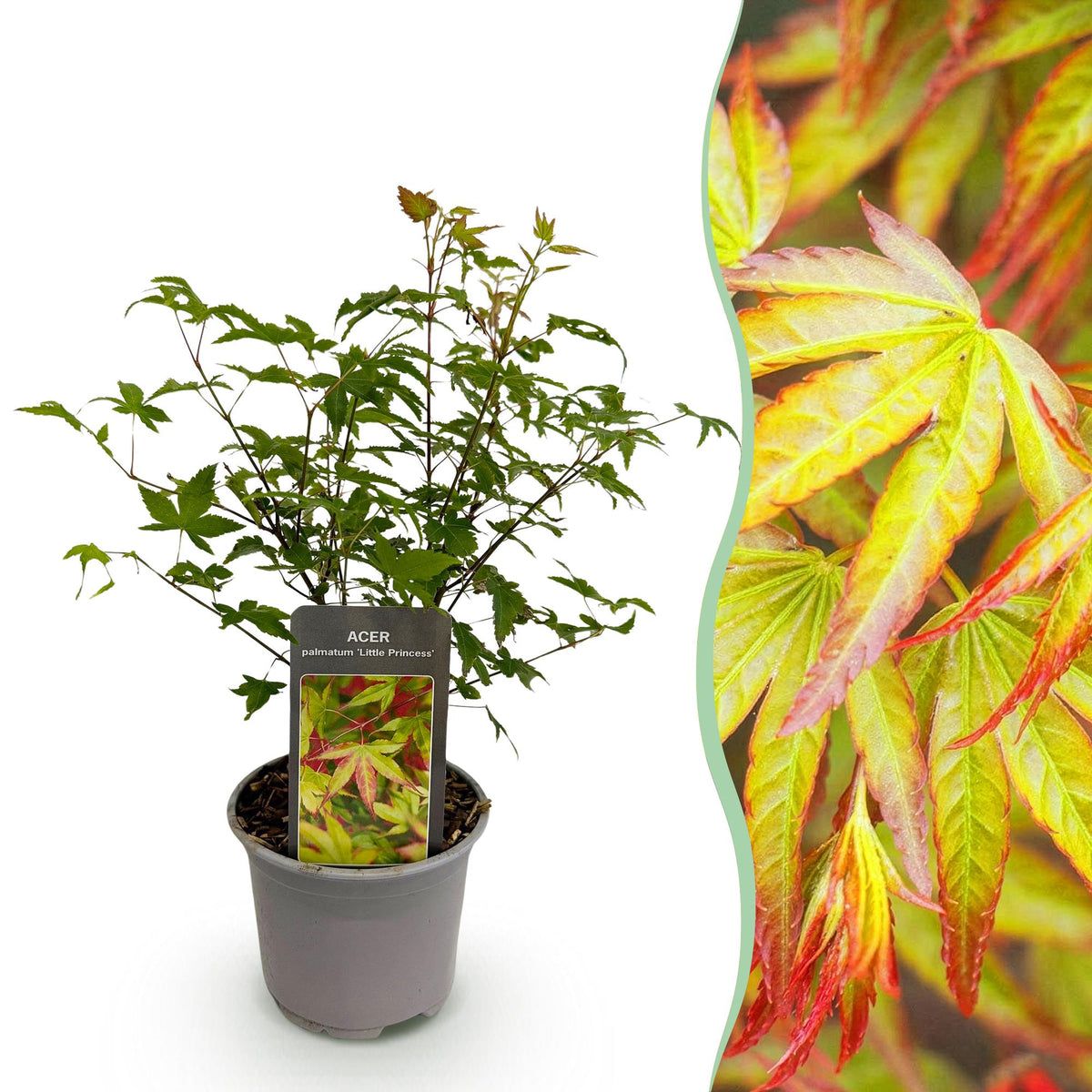 Acer palmatum Little Princess, groeiwijze van de plant
