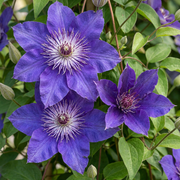 Clematis &