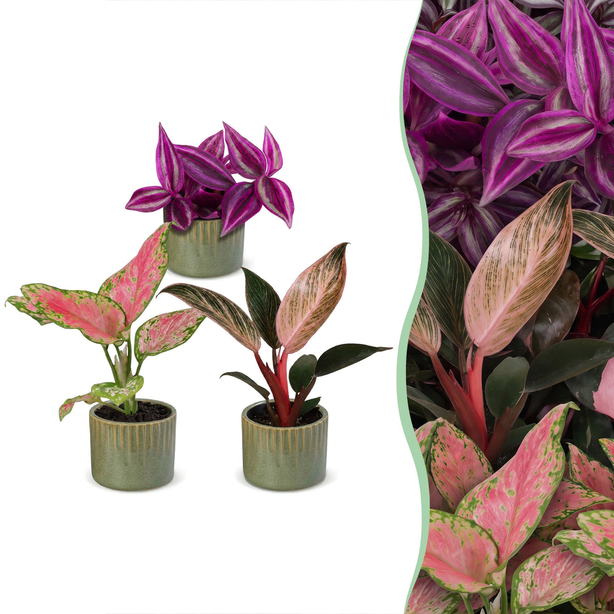 3x Baby Paradise Mix met Linnea Olive in kleine plantenpotten