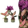 Baby paradise mix met Linnea Olive pot