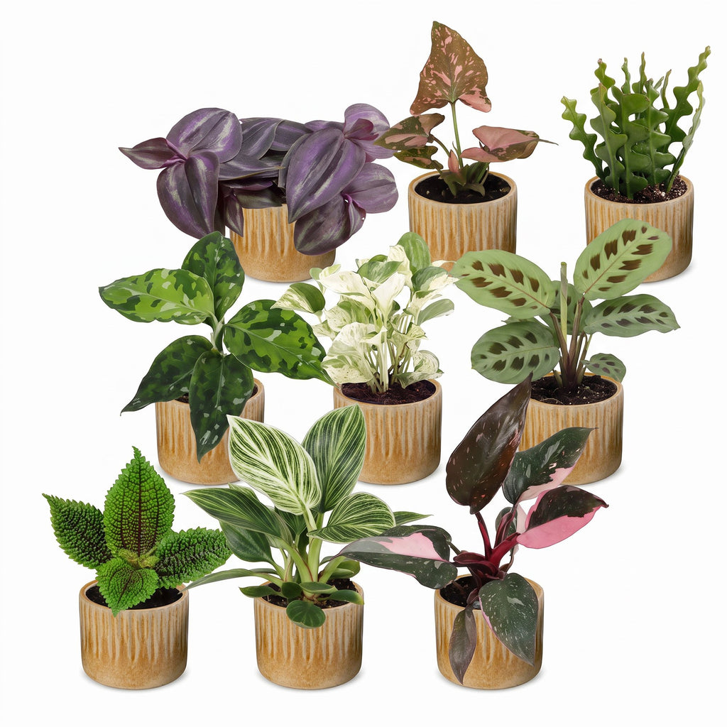 9x Baby Plants Surprise Box - Verrassingsbox kleine planten - Diversen - Tropisch - incl. Linnea Honey - Ø6cm - ↕5-15cm, detail van het blad