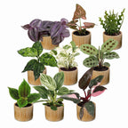 9x Baby Plants Surprise Box - Verrassingsbox kleine planten - Diversen - Tropisch - incl. Linnea Honey - Ø6cm - ↕5-15cm, detail van het blad