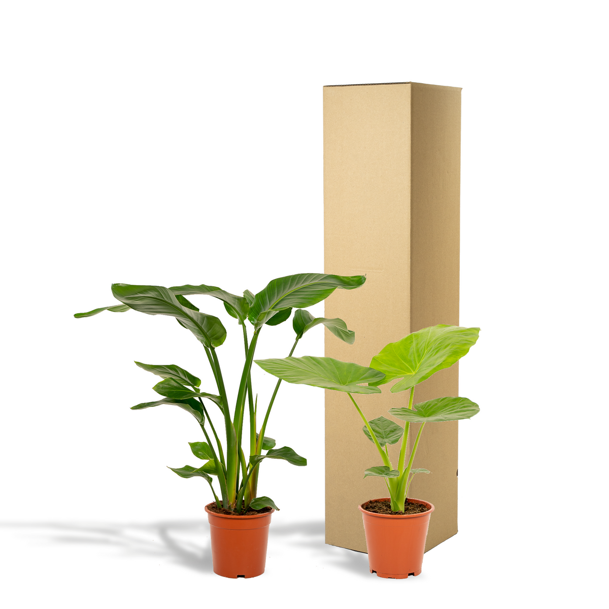 Detailfoto van Strelitzia Nicolai