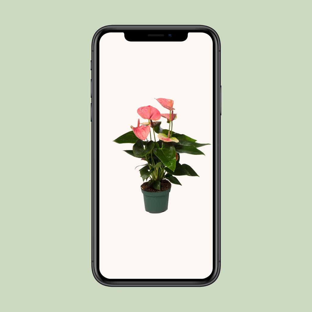 Detailfoto van Anthurium Sweet Dream
