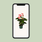 Detailfoto van Anthurium Sweet Dream